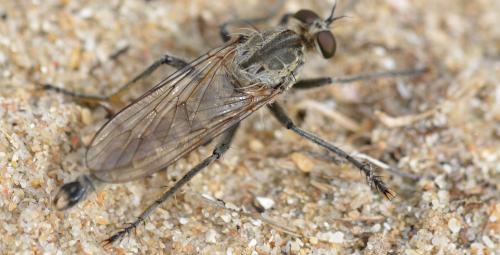 Réf. 327 956 : Philonicus albiceps